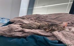 Mixed Breed cats for sale: 6 month old tabby  - Image 4