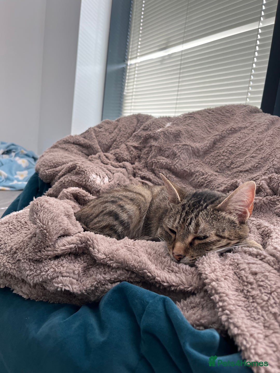 Mixed Breed cats for sale: 6 month old tabby  - Image 4