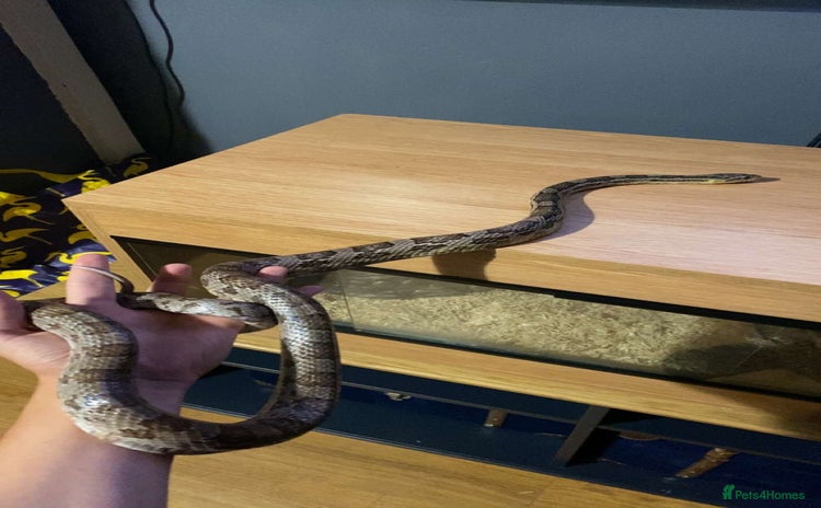 Corn Snake reptiles - Advert 1