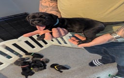 Cane Corso dogs for sale: Purebred champion bloodline cane corso puppies - Image 16