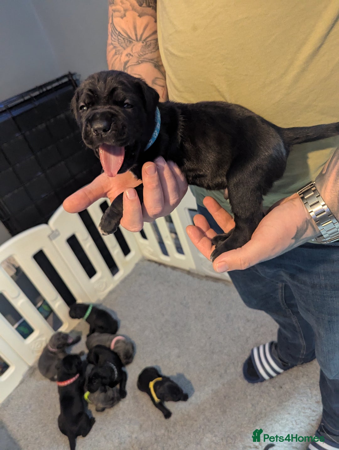Cane Corso dogs for sale: Purebred champion bloodline cane corso puppies - Image 16