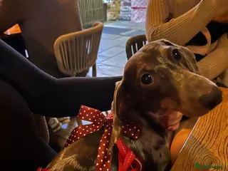 Dachshund dogs Pablo - Advert 12