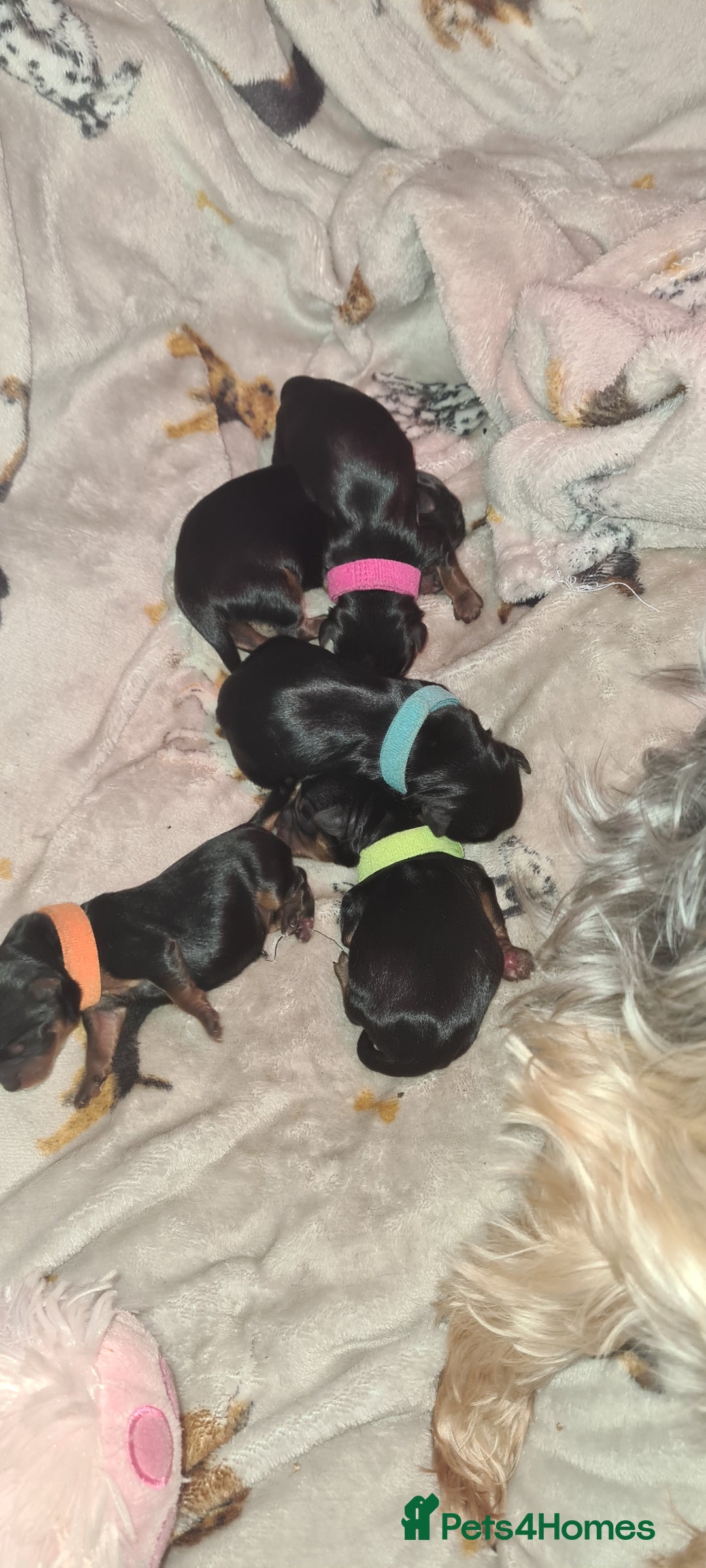 Yorkshire Terrier dogs for sale: Tiny beautiful Yorkshire Terrier - Image 14