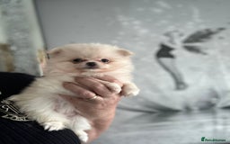 Pomchi dogs for sale: Tiny Pomchi - Image 12