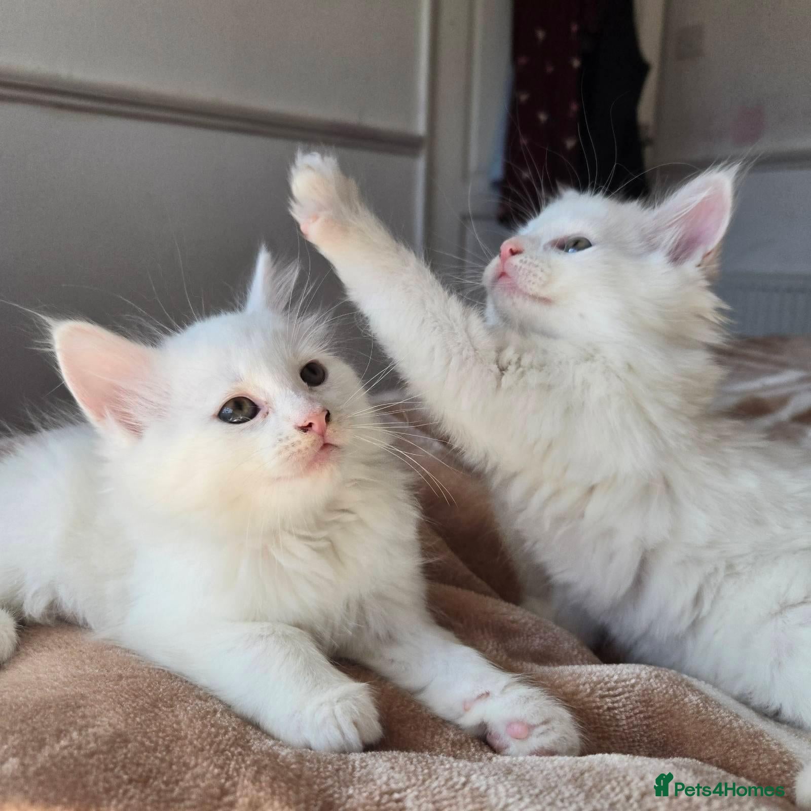 Mixed Breed cats Adorable fluffy kittens looking for loving family - Advert 6