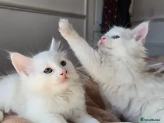 Mixed Breed cats Adorable fluffy kittens looking for loving family - Advert 6