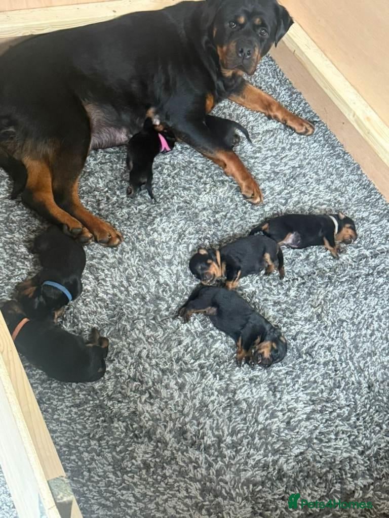 Rottweiler dogs  Purebred Rottweiler Puppies for Sale - Advert 10