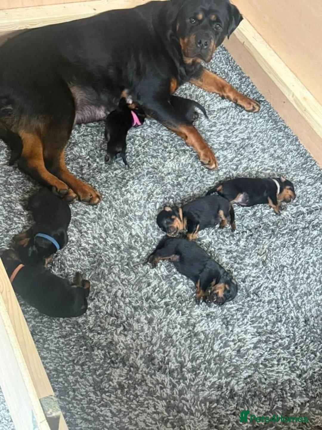 Rottweiler dogs for sale:  Purebred Rottweiler Puppies for Sale in Paisley - Advert 1