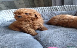 Poodle dogs for sale: Red miniature poodle  - Image 7