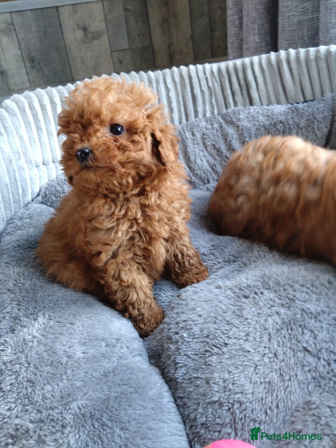 Poodle dogs for sale: Red miniature poodle  - Image 7