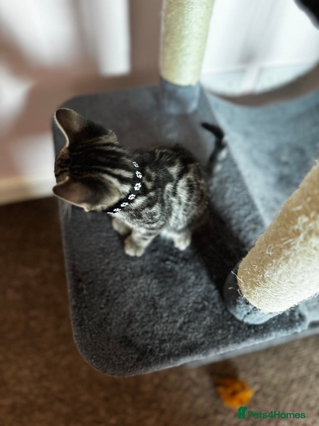 Bengal cats for sale: 🐆✨[REDUCED TO CLEAR!!] LAST THREE PURE BENGAL’S❤️ - Image 9