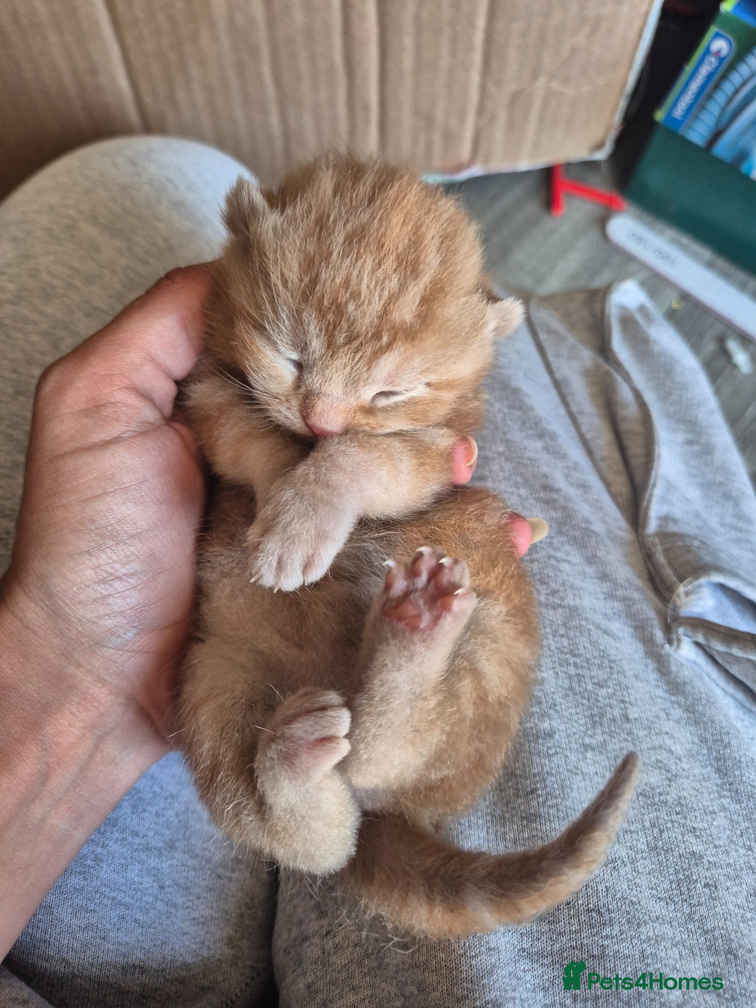 Mixed Breed cats Beautiful Chunky Fluffy Orange Tabby Male - Advert 2