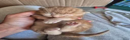 Mixed Breed cats for sale: Beautiful Chunky Fluffy Orange Tabby Male - Advert 1