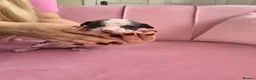 Chinese Crested dogs for sale: ✨🐾 EXQUISITE & RARE CHINESE CRESTED PUPPIES 🐾✨ - Advert 16