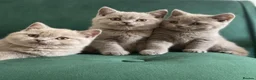 British Shorthair cats for sale: GCCF -SPECTACULAR  -British Shorthair kittens  - Advert 7