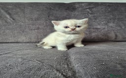 British Shorthair cats for sale: TICA Blue/gold/silver colourpoint - Image 10