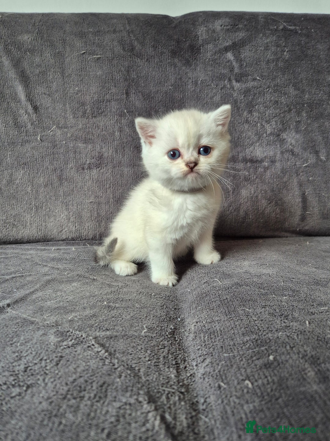 British Shorthair cats for sale: TICA Blue/gold/silver colourpoint - Image 10
