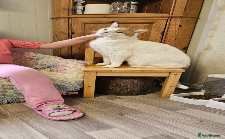 Domestic Shorthair cats Cat for Adoption  - Advert 2