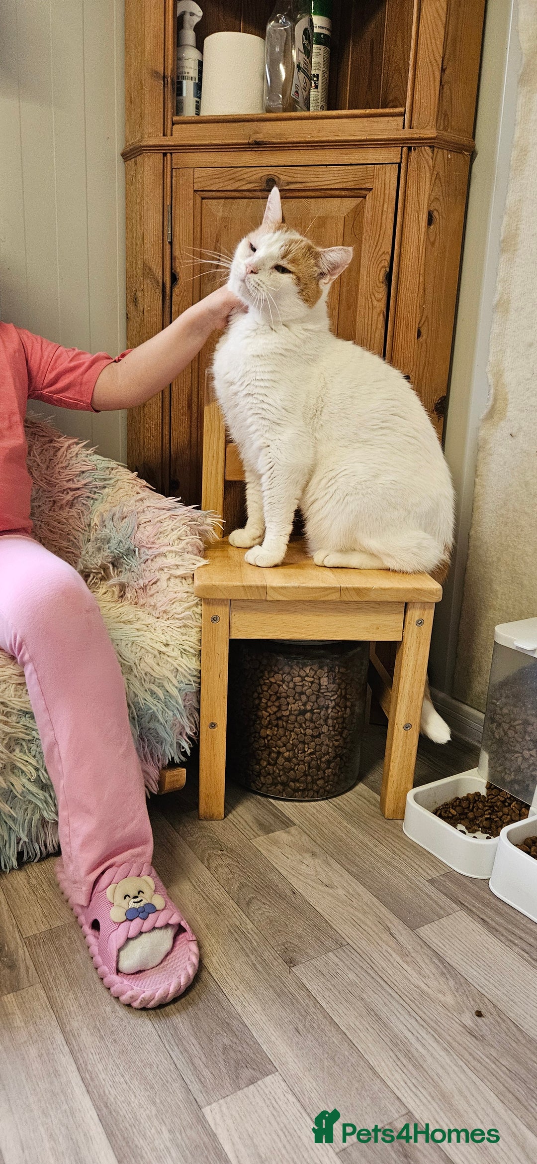 Domestic Shorthair cats for sale: Cat for Adoption  - Image 5