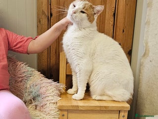 Domestic Shorthair cats Cat for Adoption - Advert 2