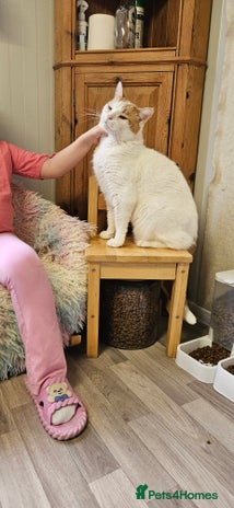 Domestic Shorthair cats Cat for Adoption - Advert 1