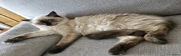 Ragdoll cats for sale: 1-Year-Old Stud Boy Looking for a New Family 🩵 - Advert 7
