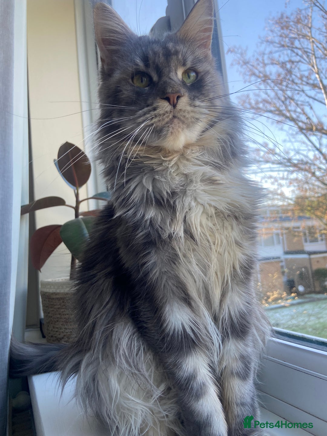 Maine Coon cats for sale: TICA Active Registered Maine Coon Queen  - Advert 2