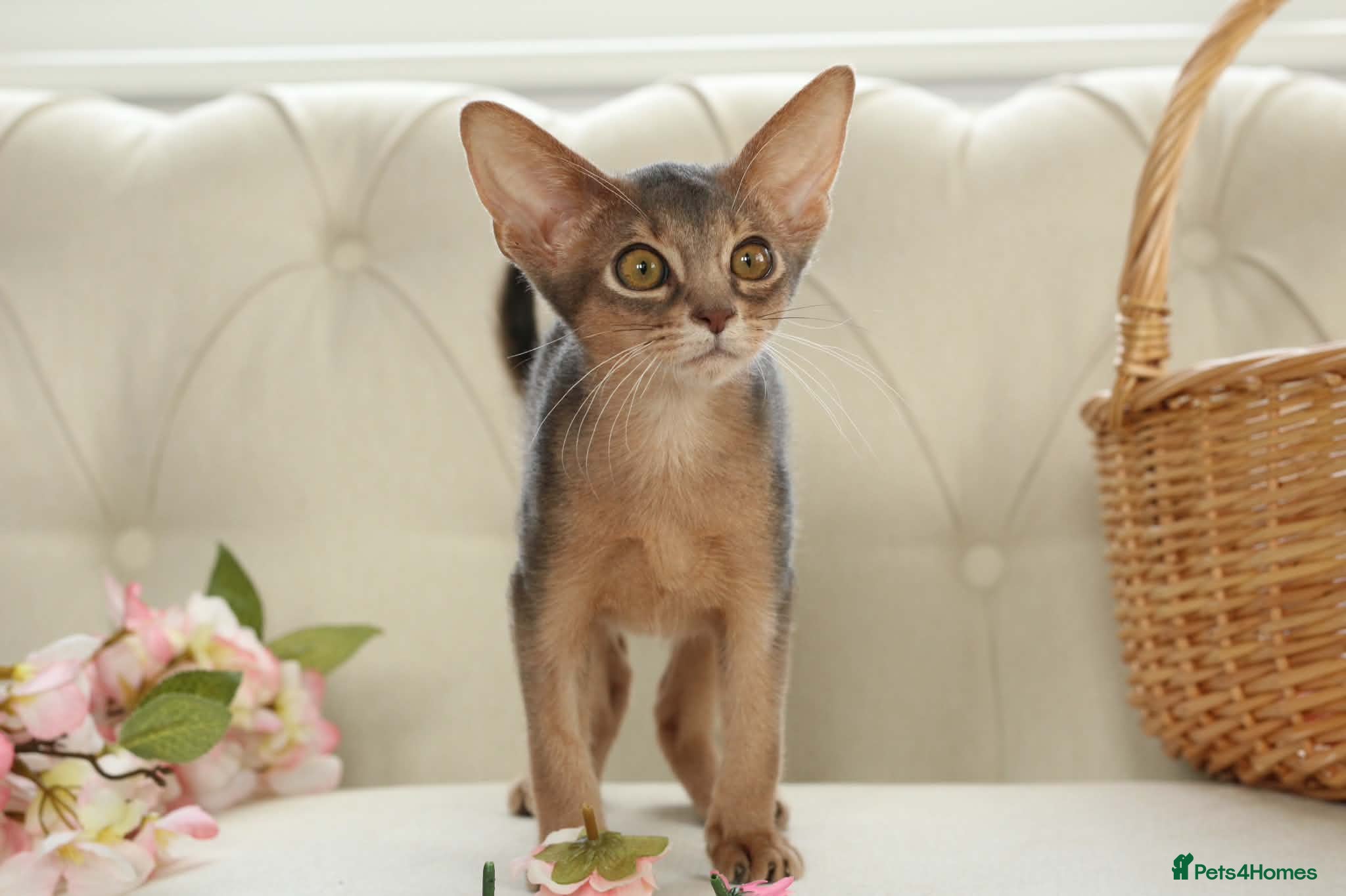 Abyssinian cats     Gorgeous kittens from champion parents 😽 - Advert 4