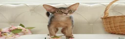 Abyssinian cats for sale:     Gorgeous kittens from champion parents 😽 - Advert 11