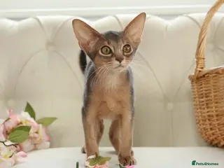 Abyssinian cats Gorgeous kittens from champion parents 😽 - Advert 4