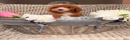 Miniature Poodle dogs for stud: PROVEN Miniature Merle Poodle 🩷🌸 - Advert 16