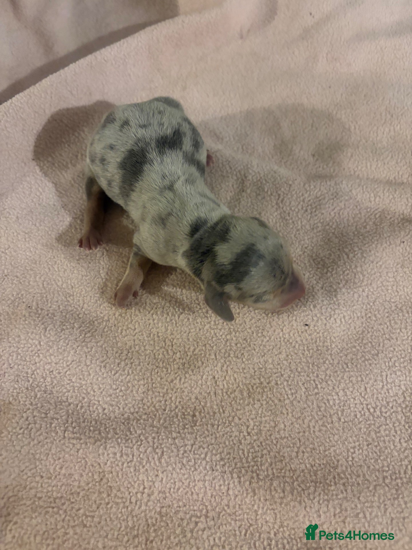 Miniature Dachshund dogs Kc registered mini dachshund licensed breeder  - Advert 2