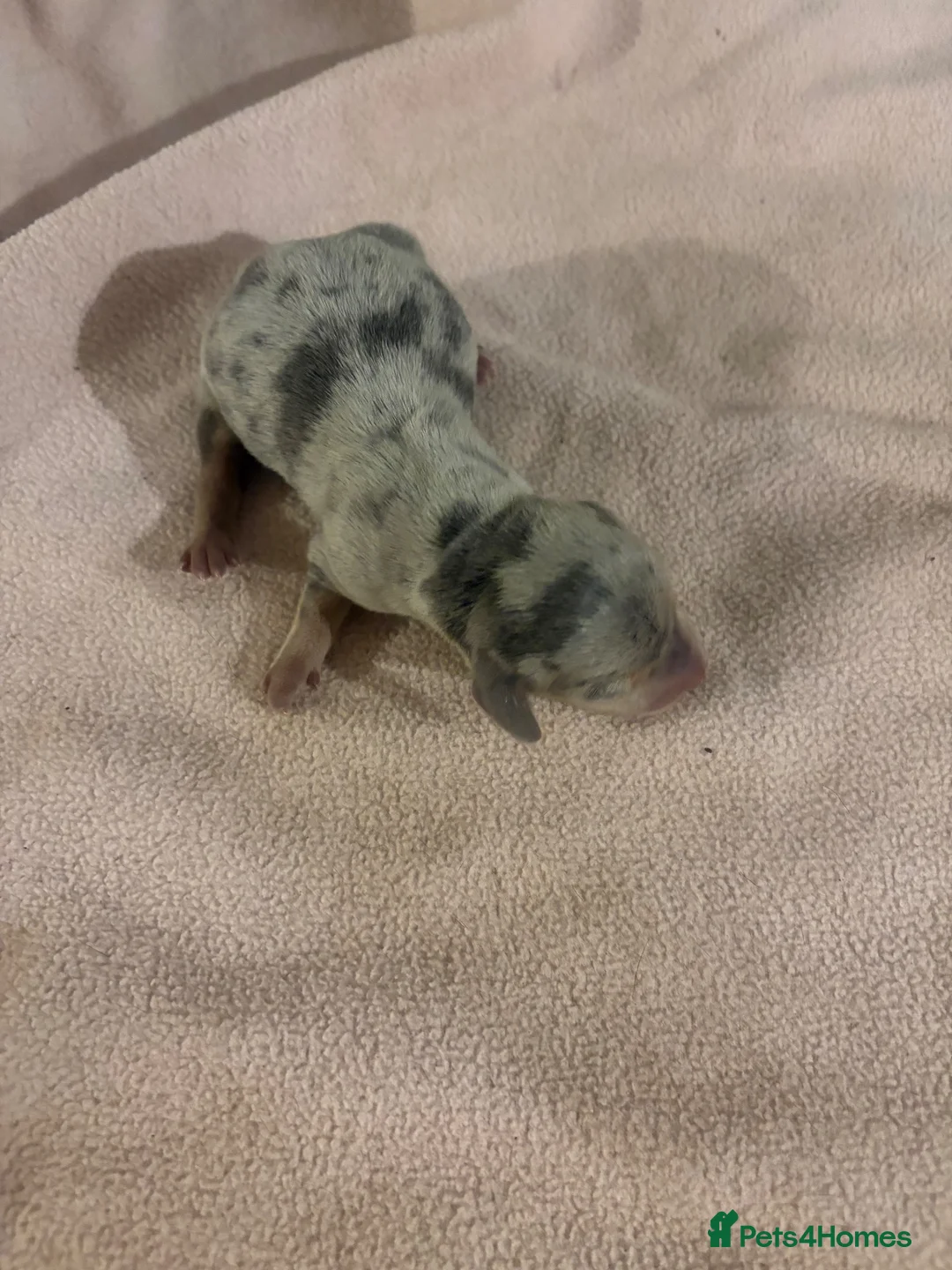 Miniature Dachshund dogs for sale: Kc registered mini dachshund licensed breeder  - Advert 2