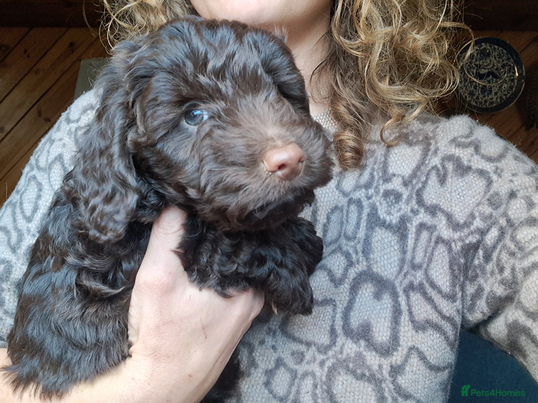 Cockapoo dogs for sale: Toy F1 Cockerpoo last chocolate boy  - Advert 38