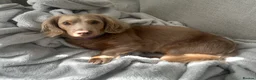 Miniature Dachshund dogs for stud: Long-Haired Miniature Dachshund Stud– Isabella Tan - Advert 12