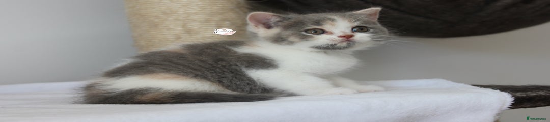 British Shorthair Tortie 