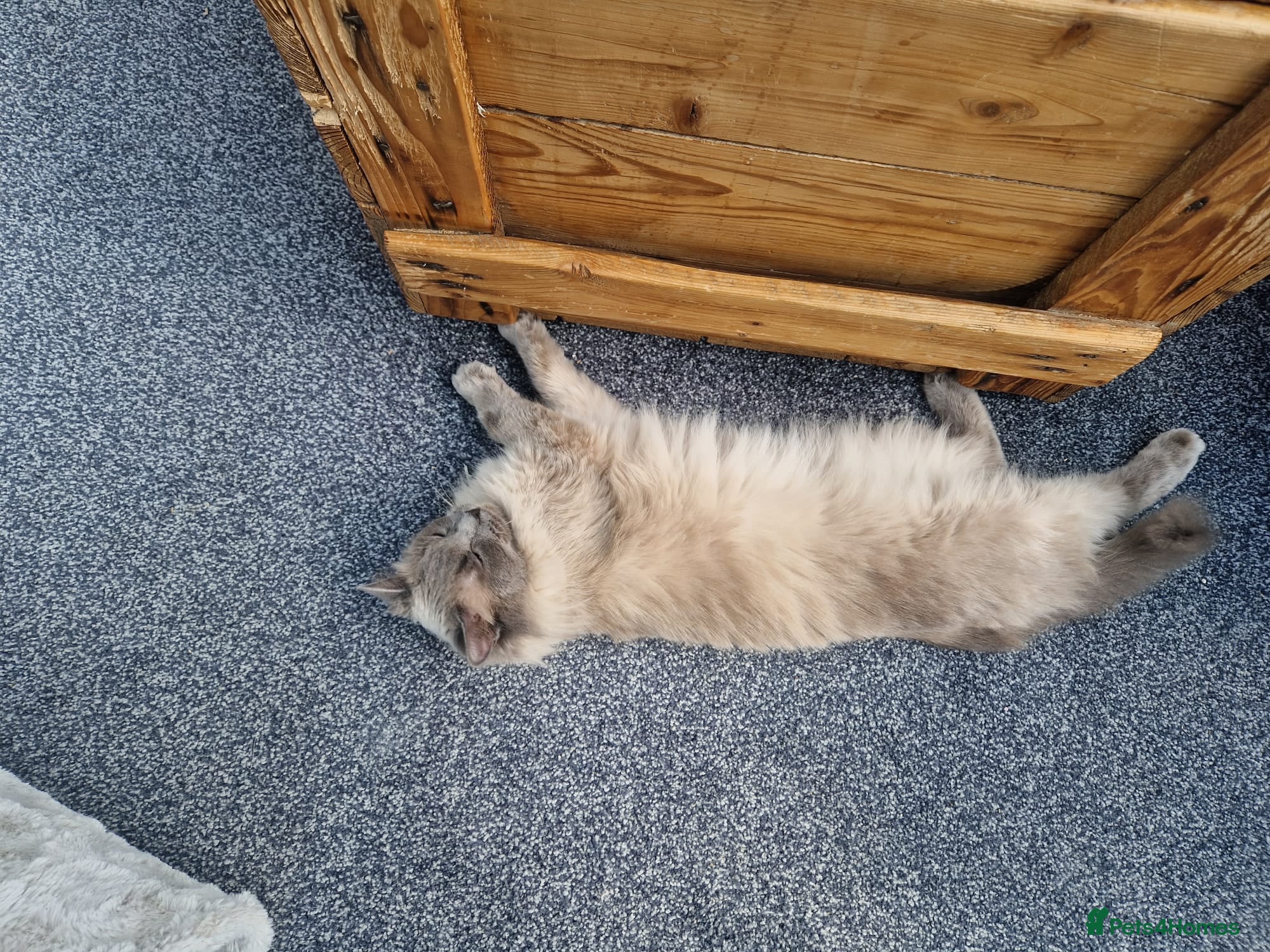 Ragdoll cats GCCF ACTIVE blue point Ragdoll - female  - Advert 1