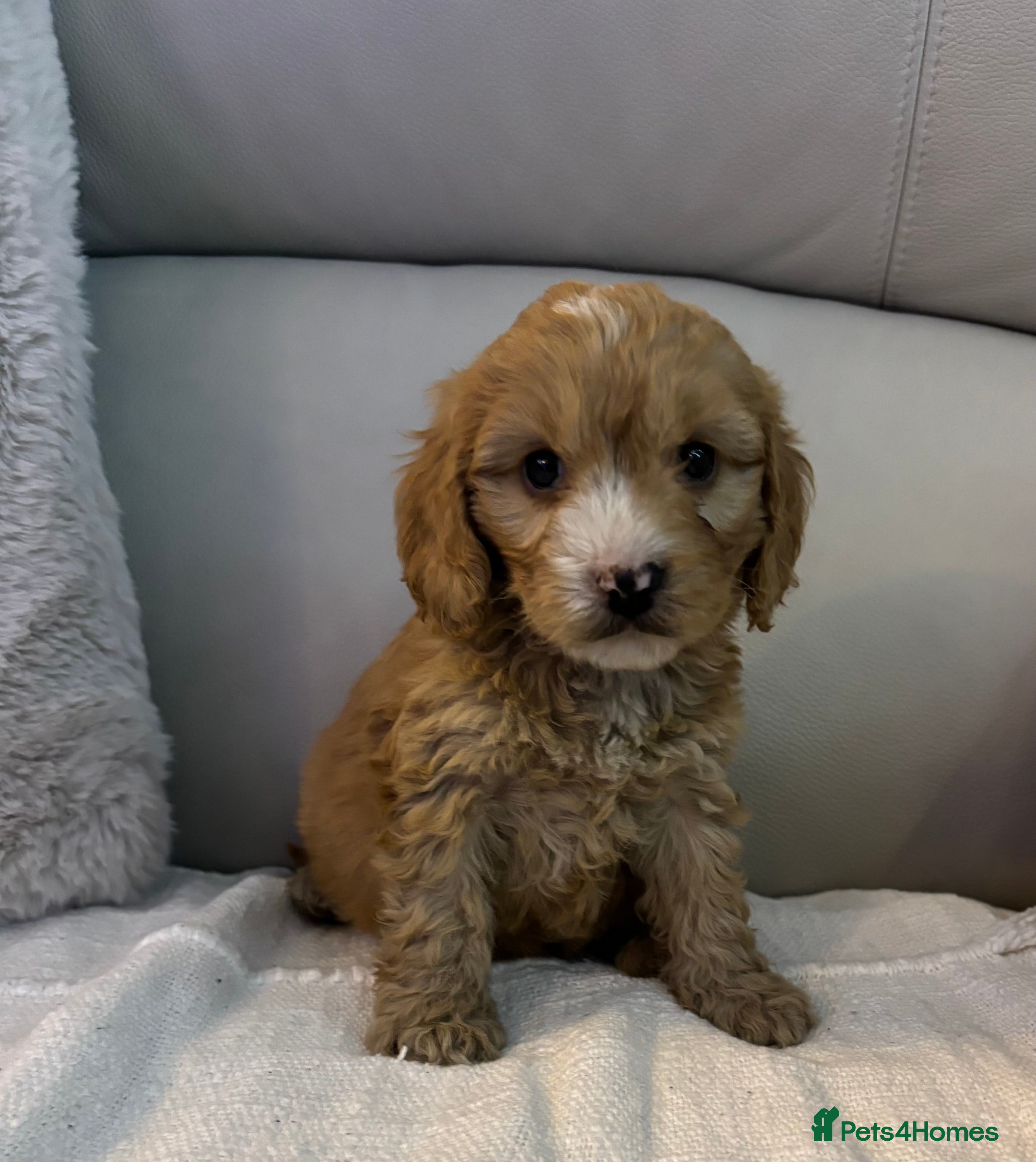 Cockapoo dogs 🐶🐶 cockerpoo puppies 🐶🐶 - Advert 9