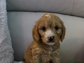 Cockapoo dogs 🐶🐶 cockerpoo puppies 🐶🐶 - Advert 8