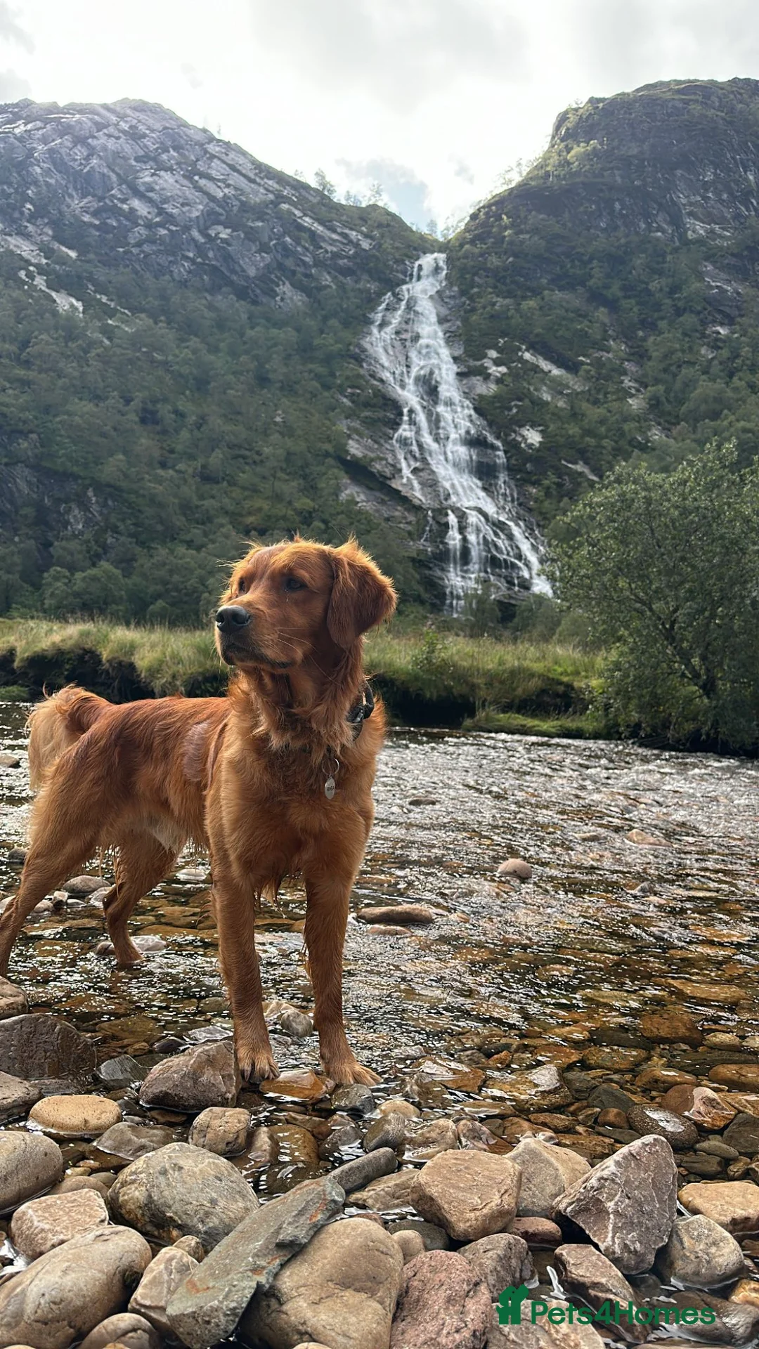 Golden Retriever dogs for stud: SIMBA ( MALE GOLDEN RETRIEVER ) - Advert 4