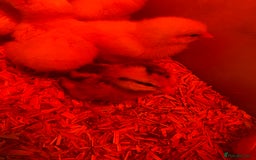 Chickens poultry for sale: Day old chicks - Image 1