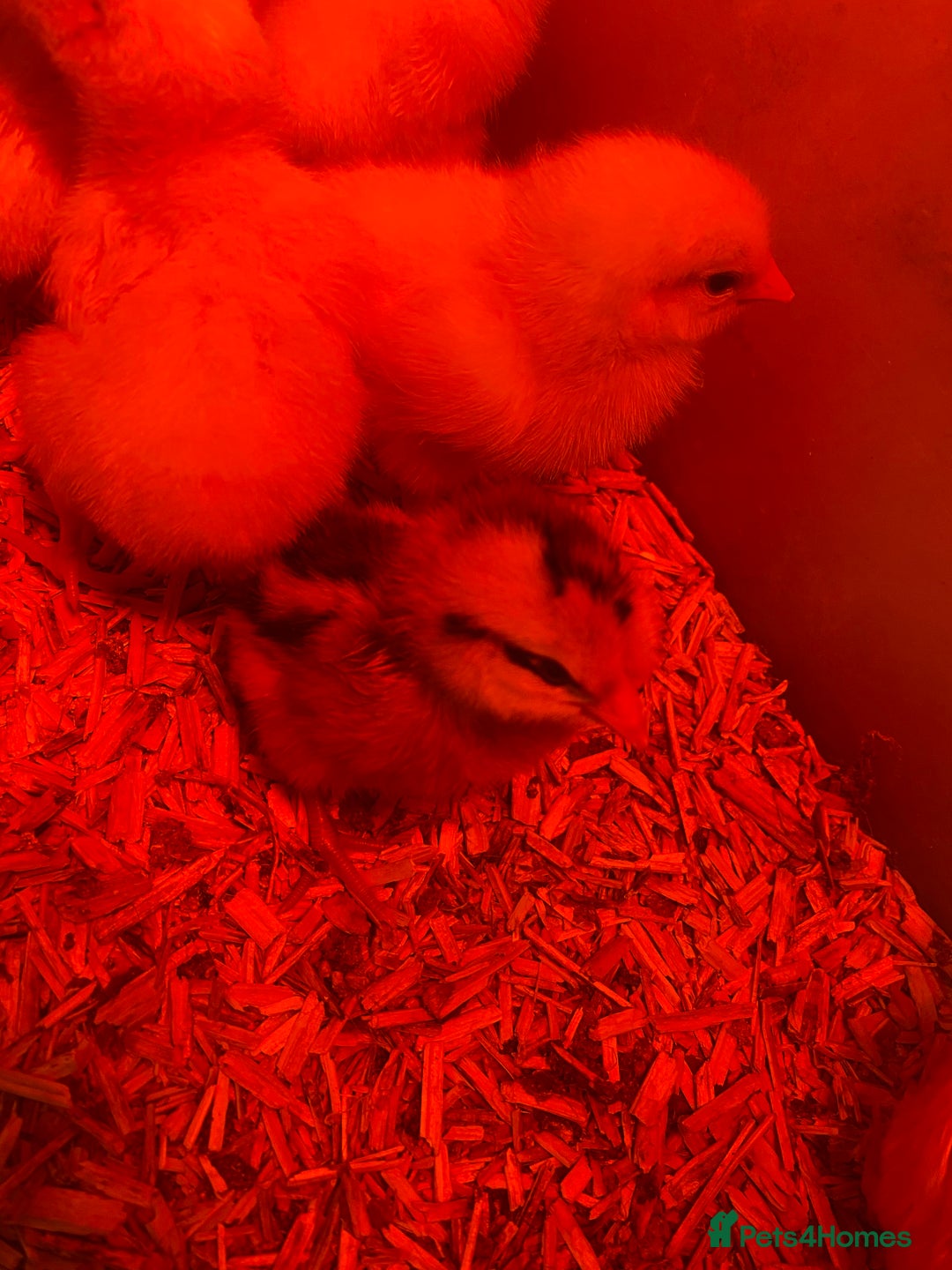 Chickens poultry for sale: Day old chicks - Image 1