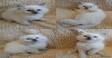 Ragdoll cats 🐾 5 Beautiful Ragdoll Kittens - Parents GCCF 🐾 - Advert 6