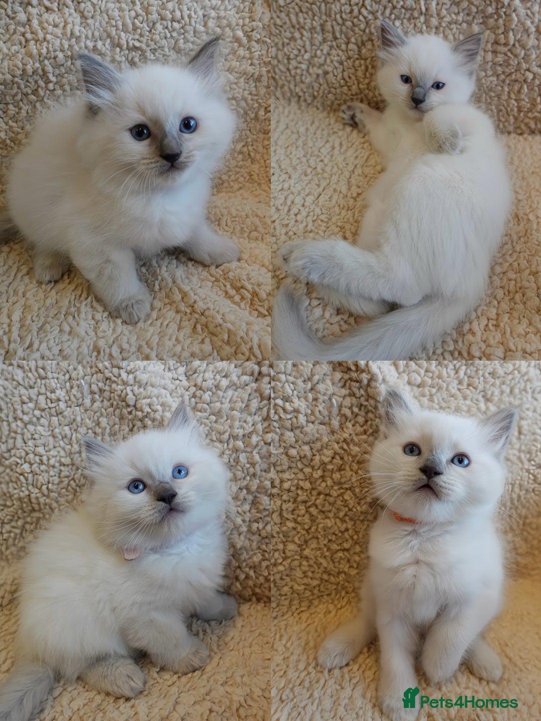 Ragdoll cats for sale: 🐾 1 Ragdoll Kitten (F) Left! - Parents GCCF 🐾 - Advert 3