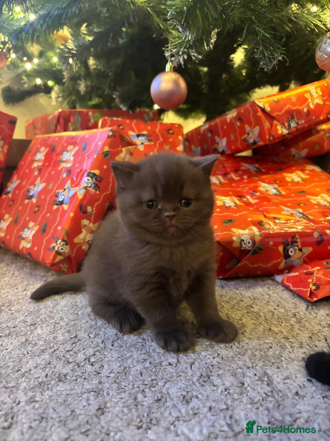 British Shorthair cats for sale: 2 GCCF female British short hair kittens  - Advert 10