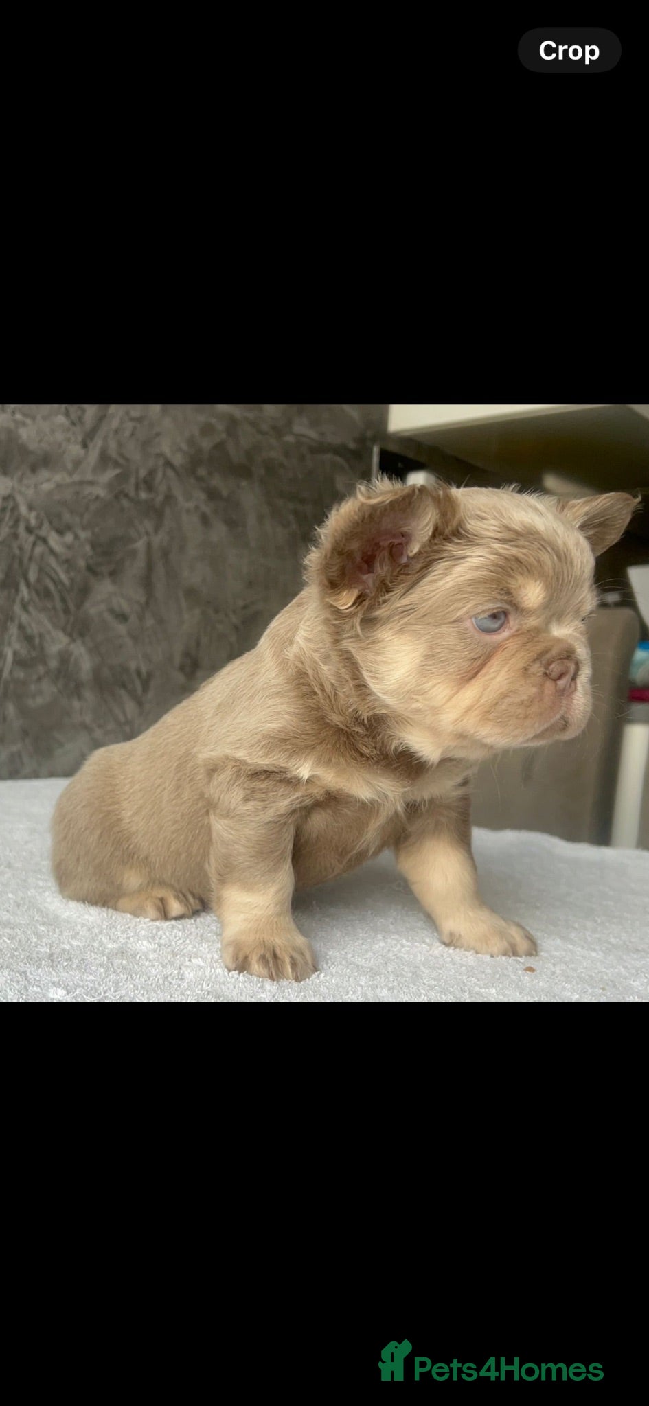 French Bulldog dogs FRENCH BULLDOGS - FLUFFY - Advert 6