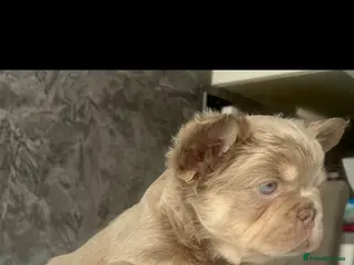 French Bulldog dogs FRENCH BULLDOGS - FLUFFY - Advert 6