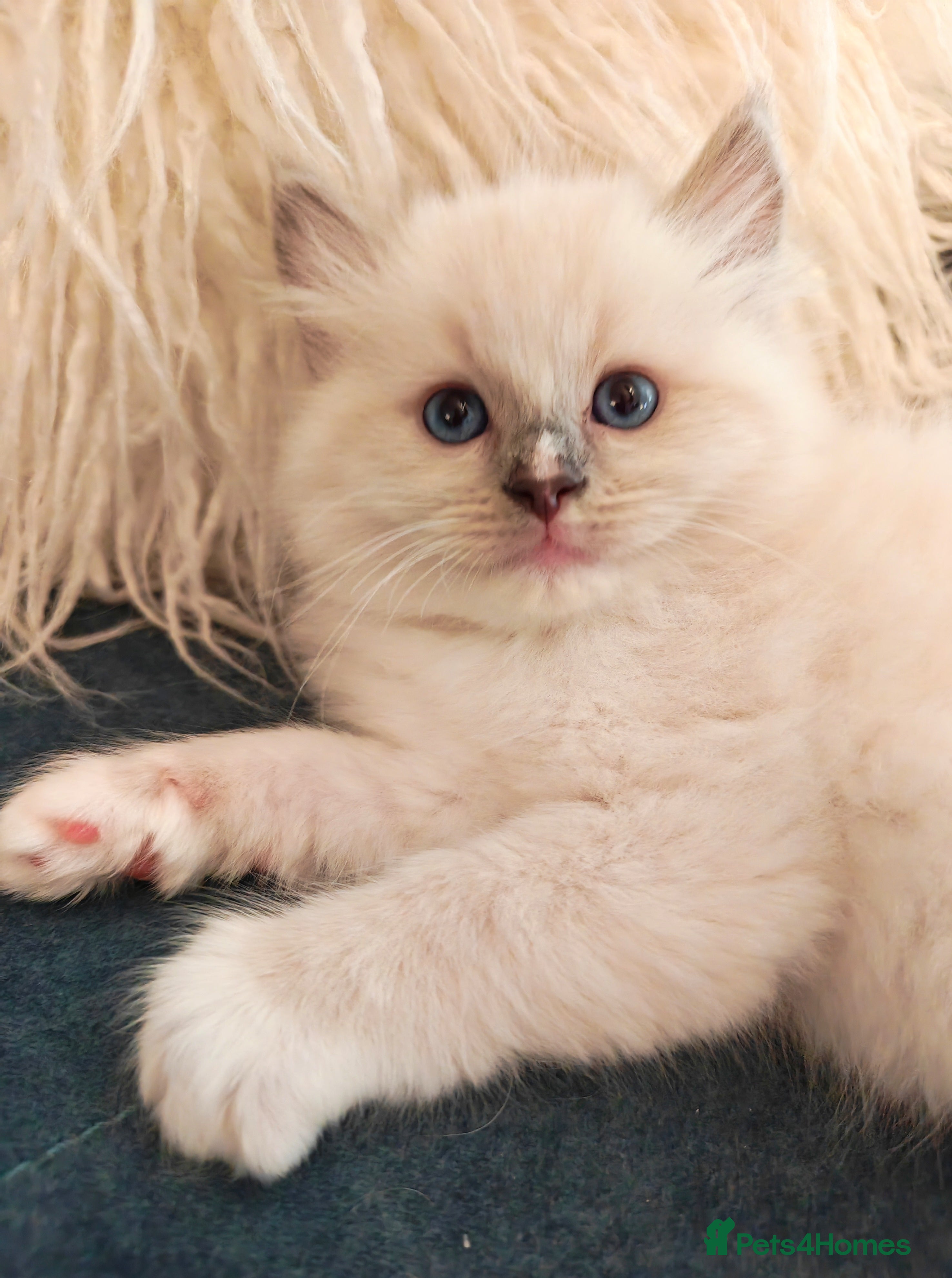 Ragdoll cats Beautiful Purebred Ragdoll Star-Quality Kittens - Advert 16