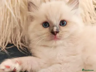 Ragdoll cats Beautiful Purebred Ragdoll Star-Quality Kittens - Advert 16