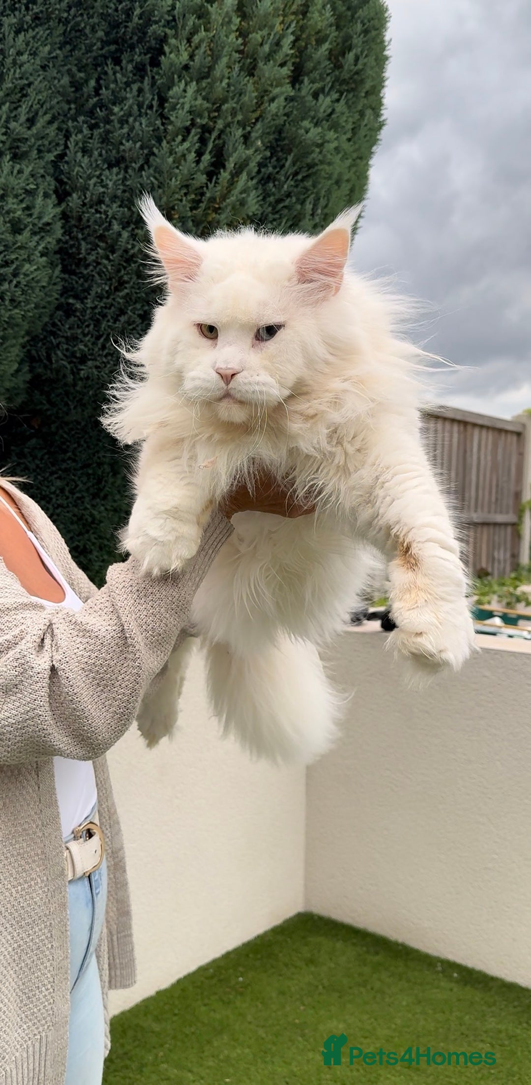 Maine Coon cats for sale: Outstanding pedigree kittens - Advert 21